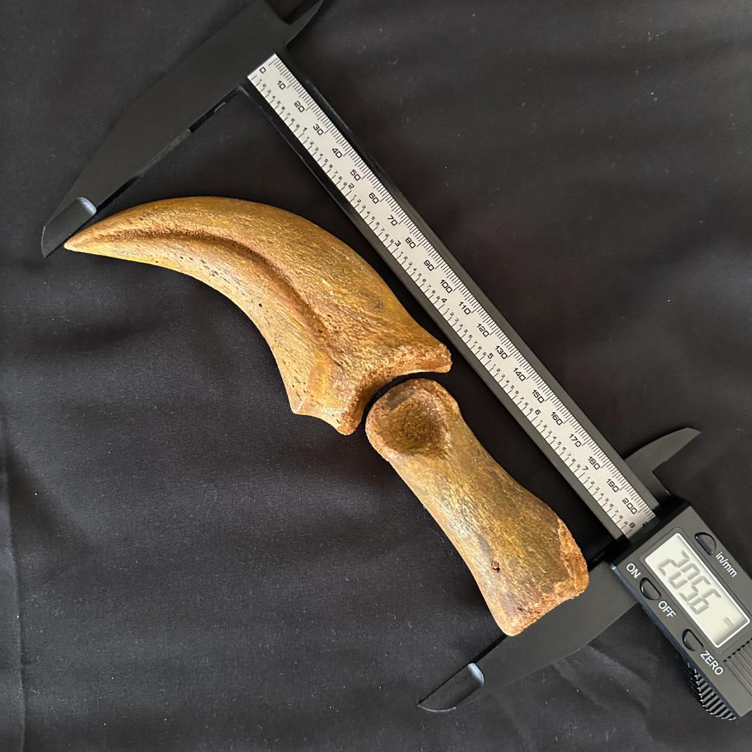 スピノサウルス ハンドクロウ かぎ爪 関節 化石 肉食恐竜 獣脚類 1337①