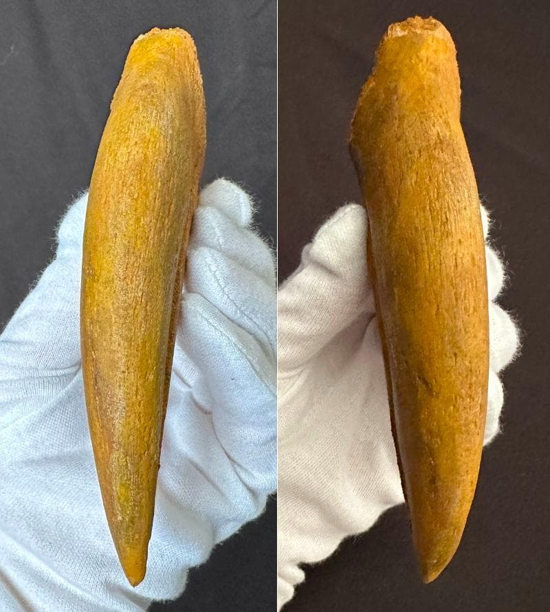 スピノサウルス ハンドクロウ かぎ爪 関節 化石 肉食恐竜 獣脚類 1337①