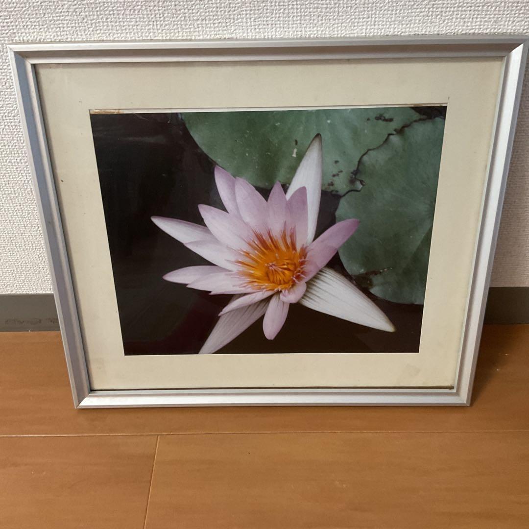 写真集より 額装仕立て 前面ガラス 【 蓮の花 】