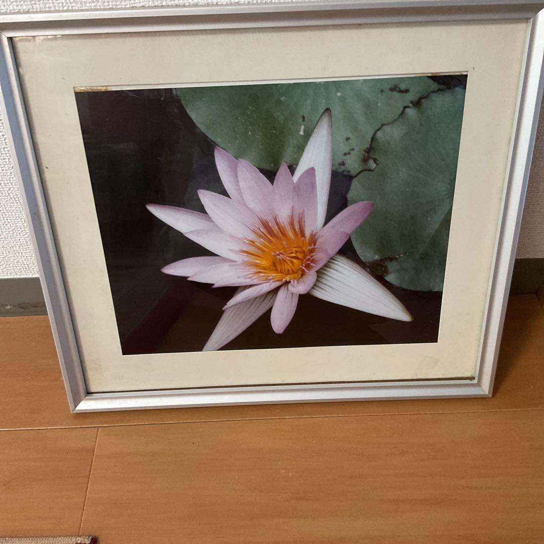 写真集より 額装仕立て 前面ガラス 【 蓮の花 】
