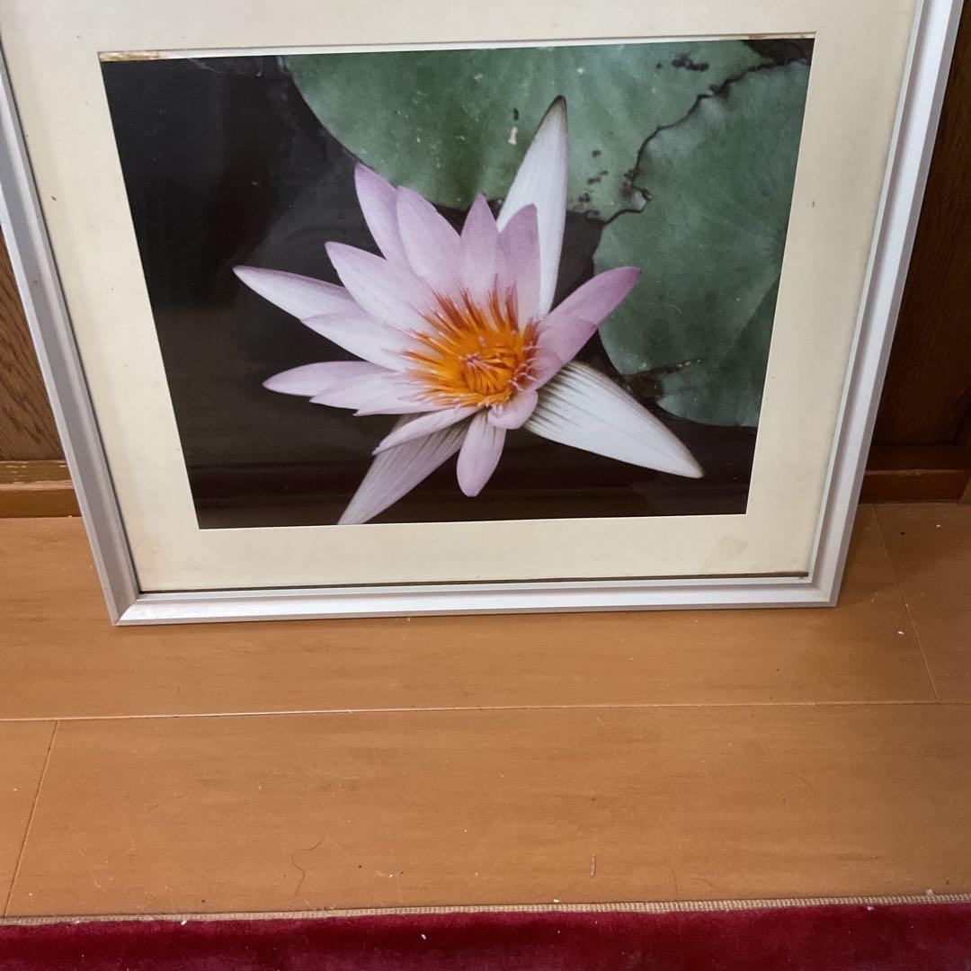 写真集より 額装仕立て 前面ガラス 【 蓮の花 】