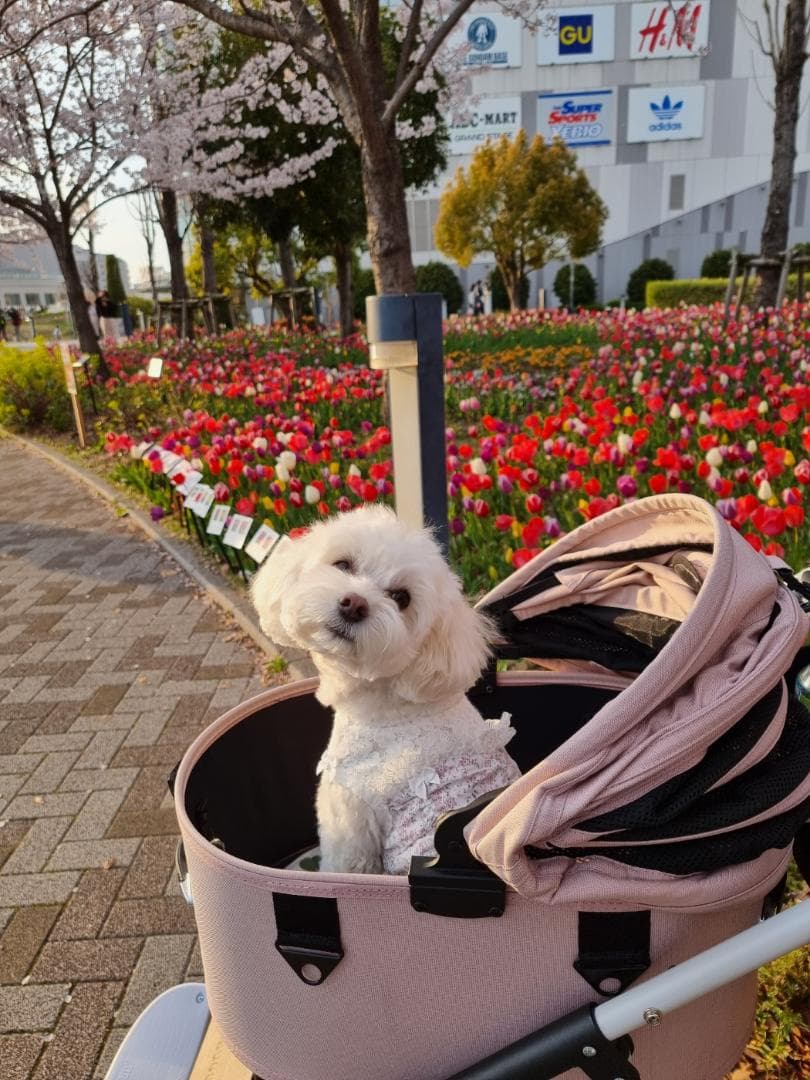 エアバギー ドーム3 レギュラーサイズ　ブロッサム AIRBUGGY DOME3
