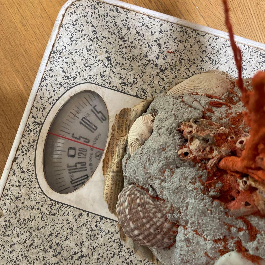 赤珊瑚 天然アップル珊瑚 原木