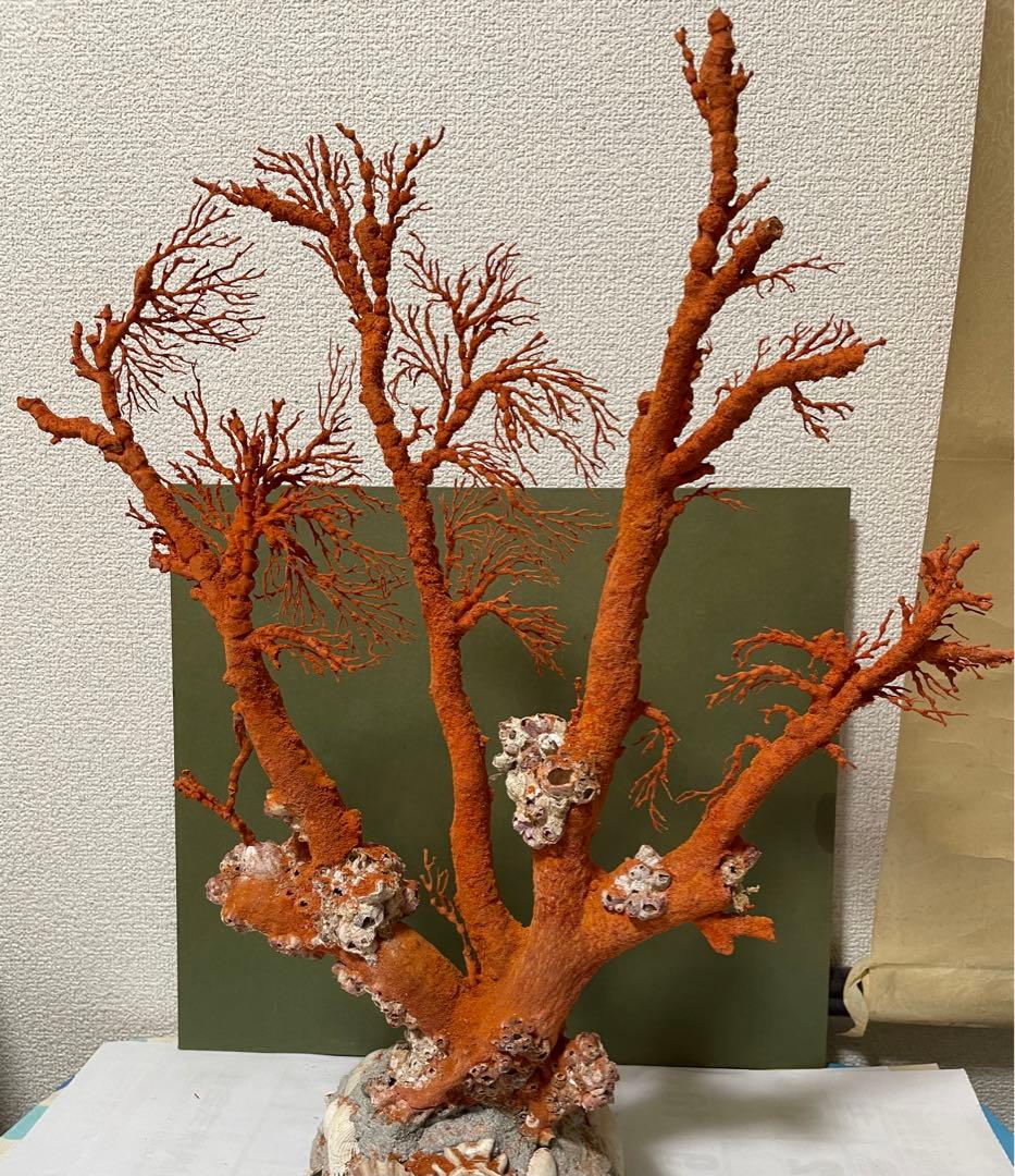 赤珊瑚 天然アップル珊瑚 原木