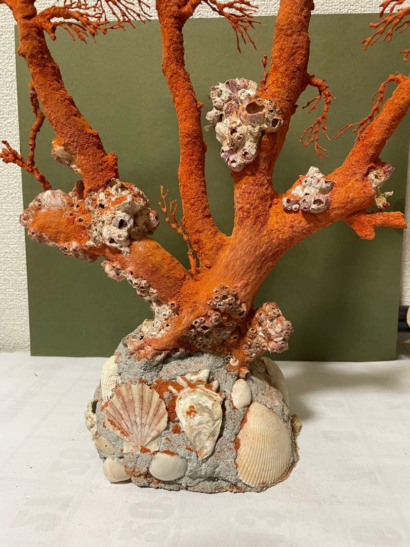 赤珊瑚 天然アップル珊瑚 原木