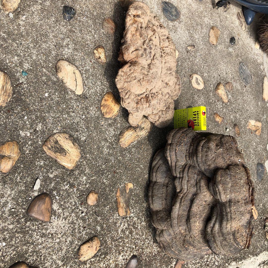 猿の腰掛け２つセット鑑賞用に