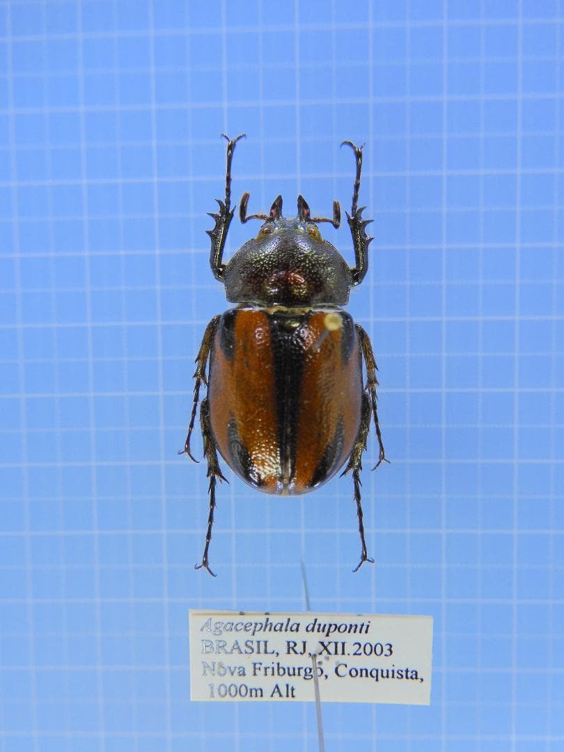 ブラジル産　デュポンカラカナヒナカブト　28mm