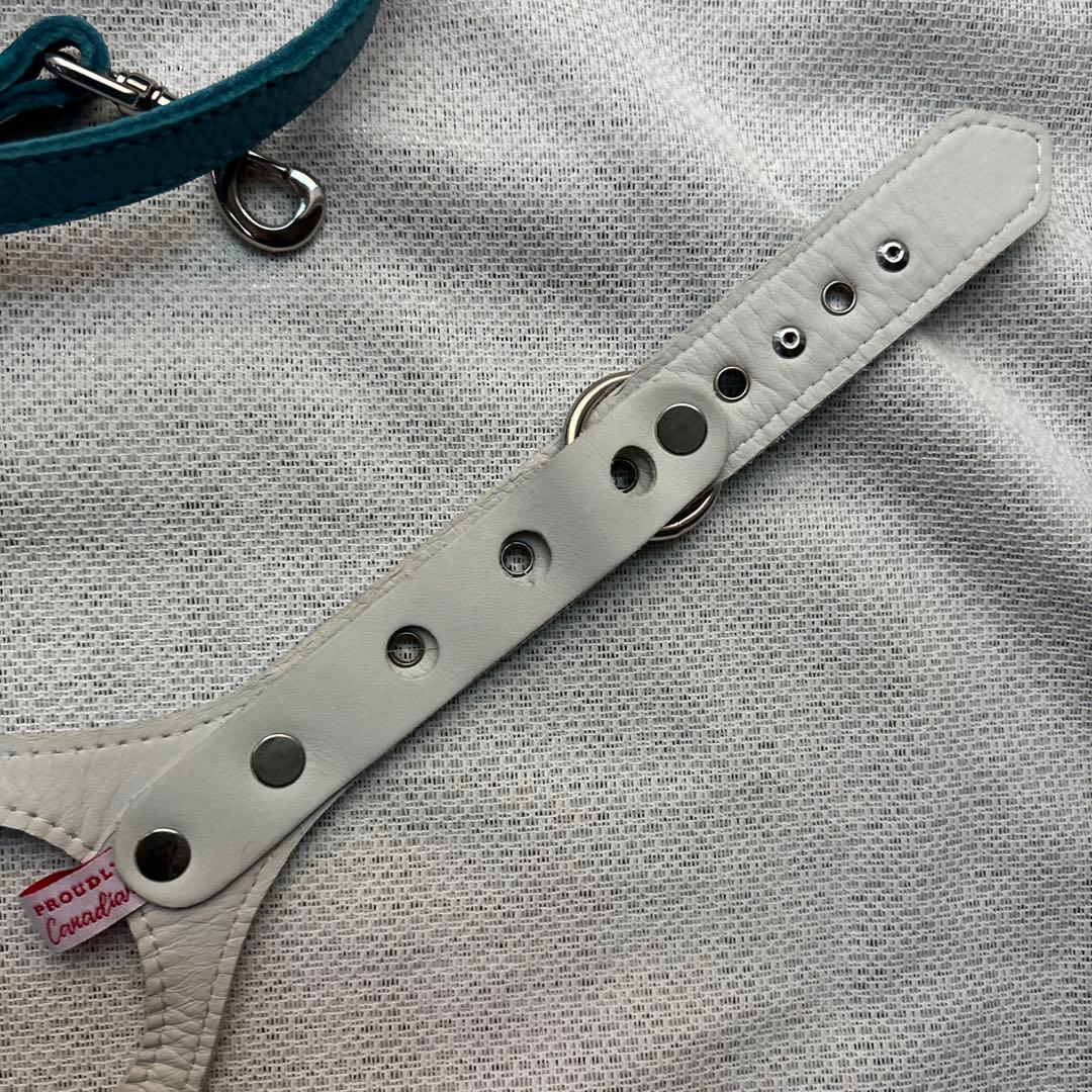 美品バディーベルト&レザーリードセット