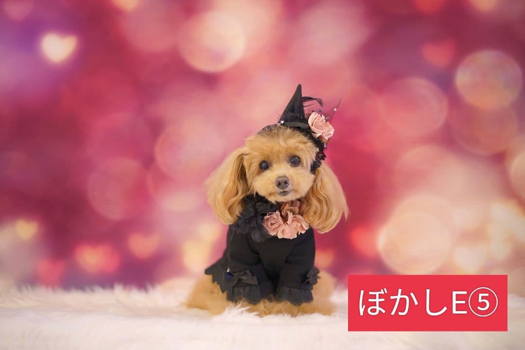 背景布　【　屋内F　】　サンプル　ニューボーンフォトなどに♪