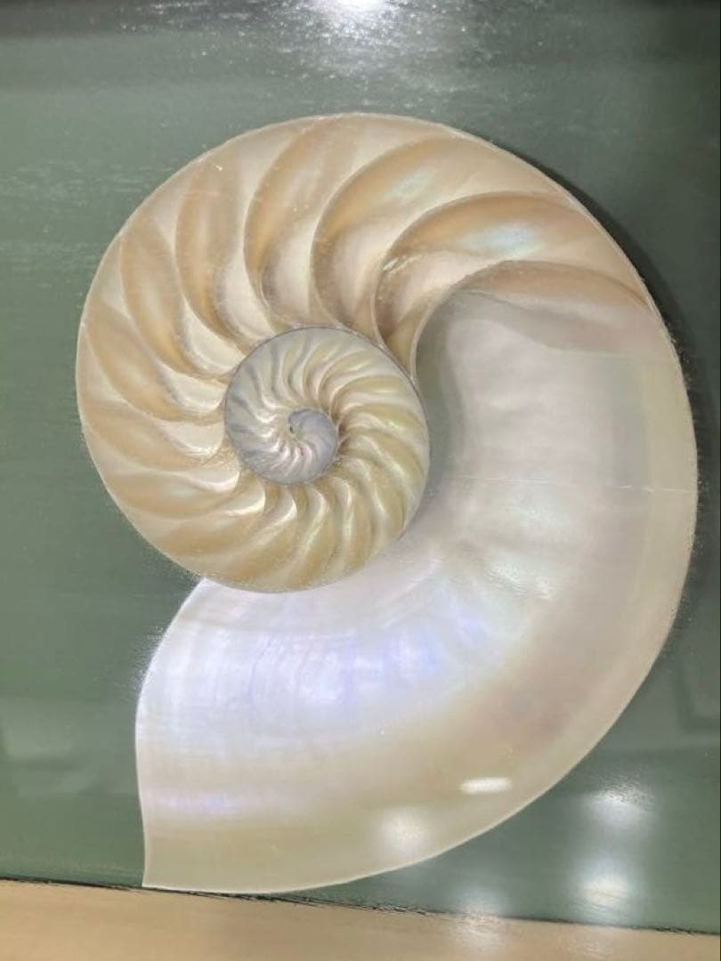 オウムガイ　ハーフカット　額入