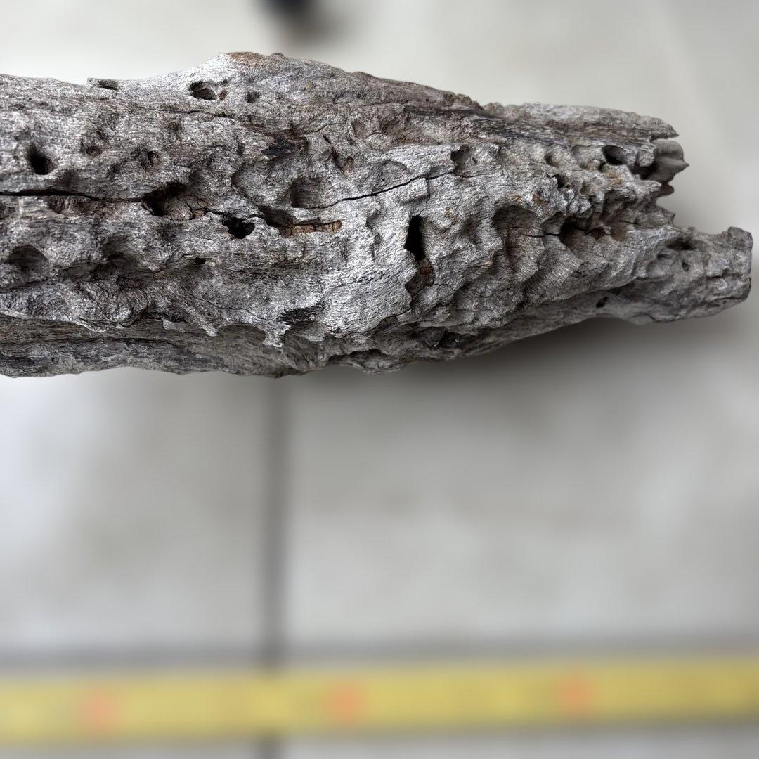 流木インテリア　爬虫類