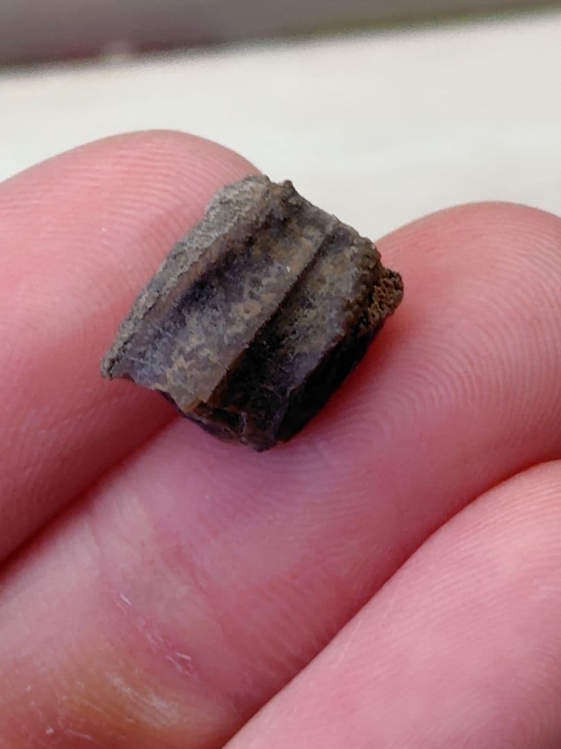 ハドロサウルス類　歯　化石　恐竜