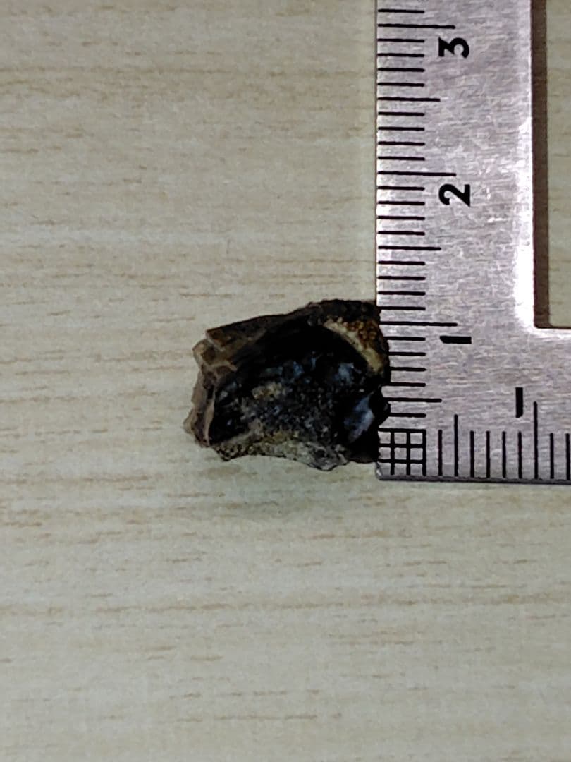 ハドロサウルス類　歯　化石　恐竜