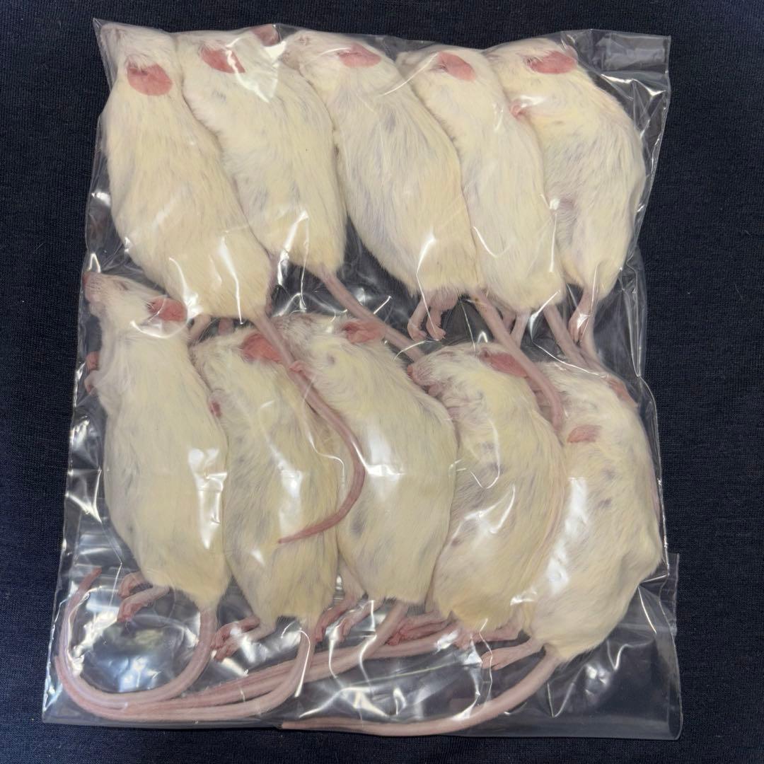 rin 冷凍マウス アダルトL 55匹セット 送料無料