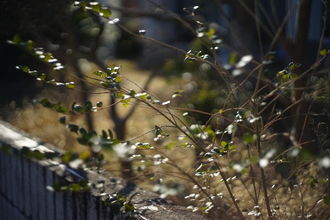 LEICA SUMMICRON-M 50mm F2 初期-前期型