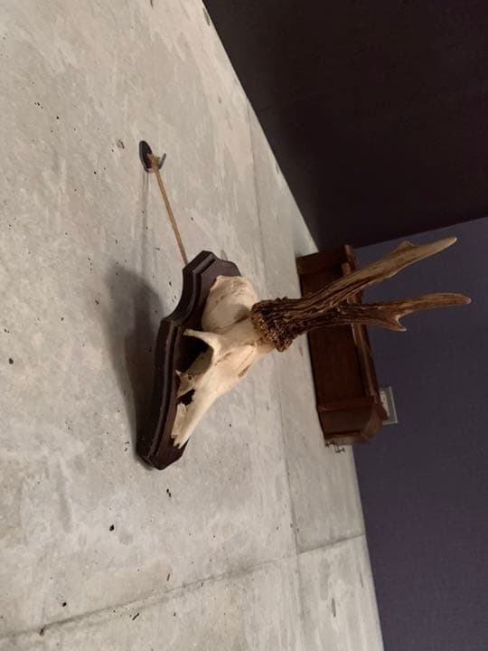 アンティーク スカル ホーン フレーム 英国