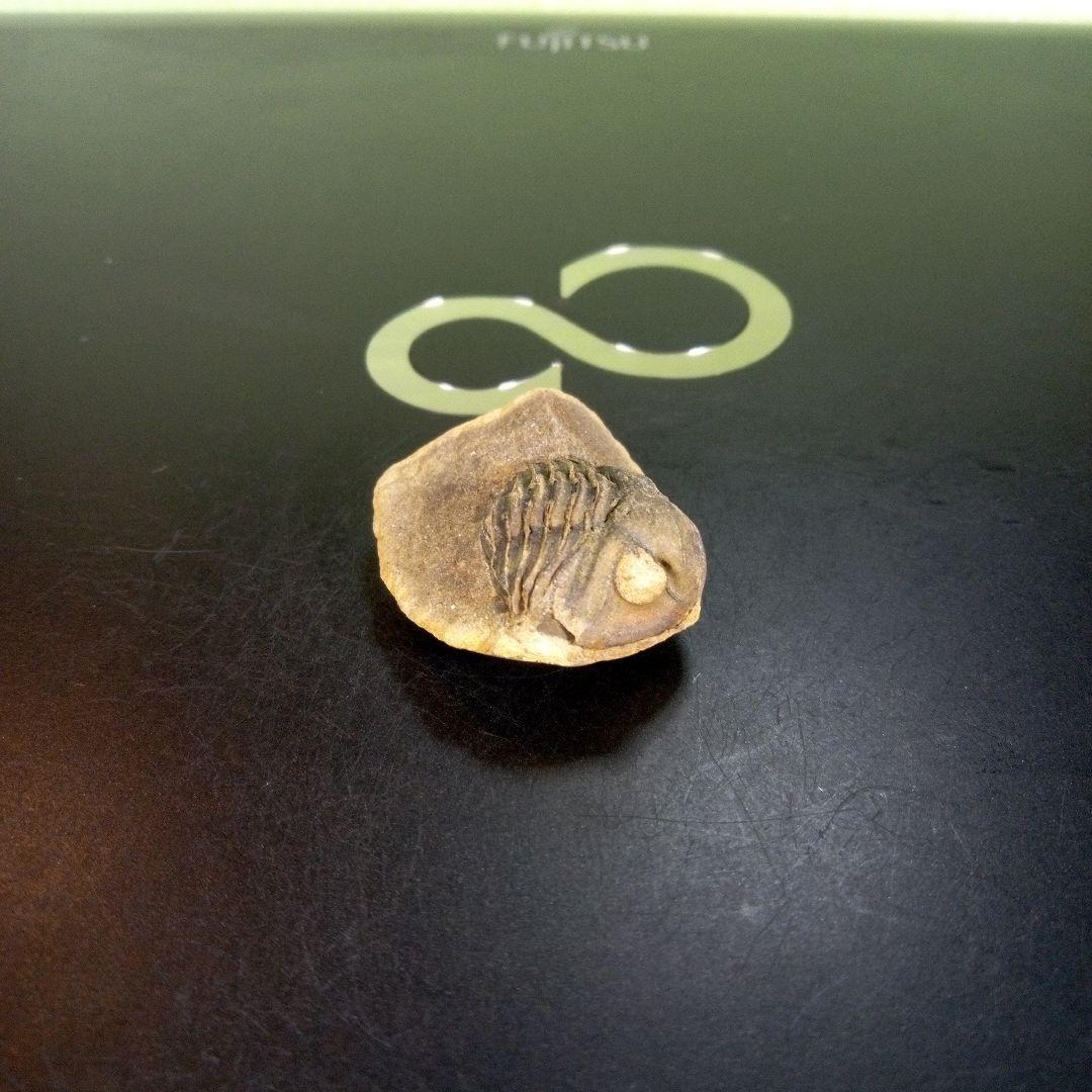 三葉虫　化石　fossil　ボリビア産　trilobite　南アメリカ化石郡⑧