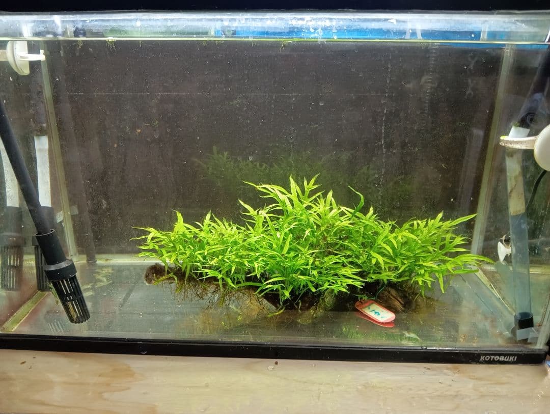 サウザーさま専用　特大ミクロソリウムsp.ソカン　シャープリーフ流木活着