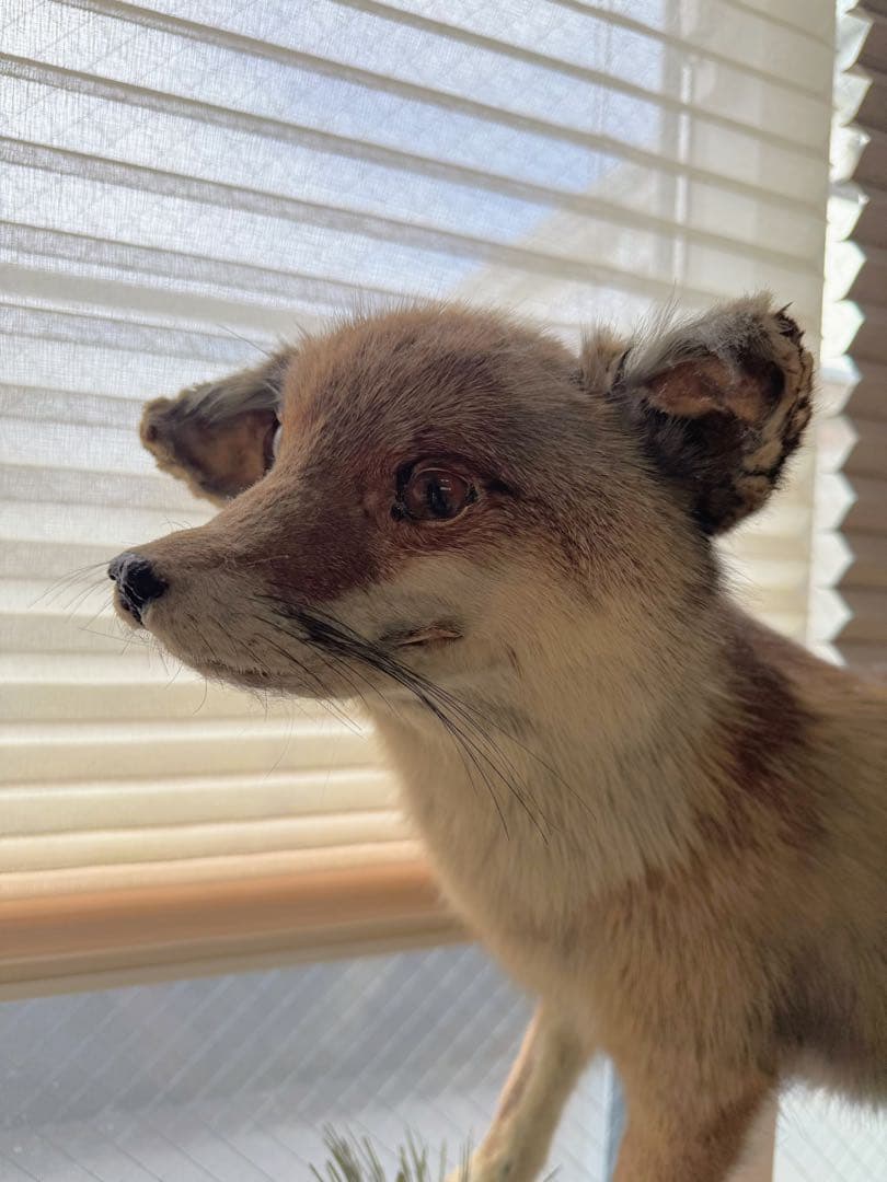 キツネの剥製 台座は本物の木　松の葉はフェイク