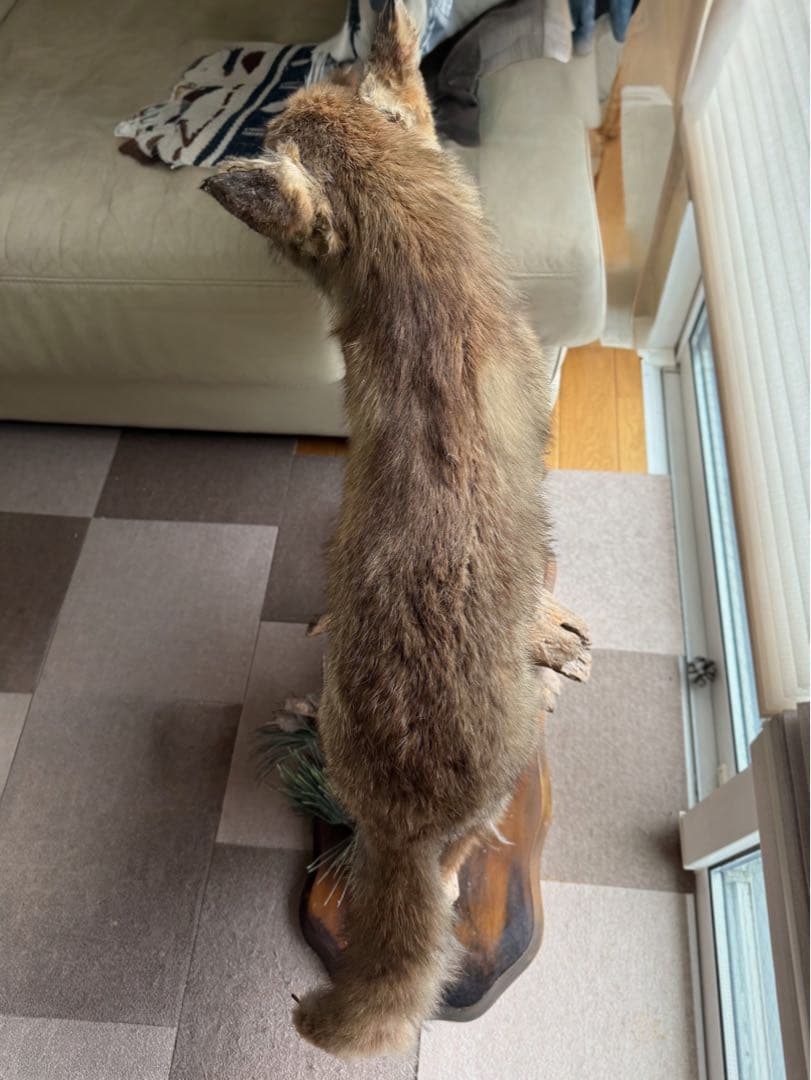 キツネの剥製 台座は本物の木　松の葉はフェイク