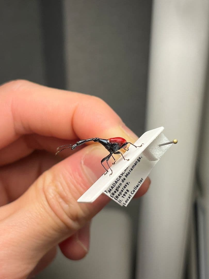 【極美展足】キリンクビナガオトシブミ 立体標本 福井敬貴作品 ハンミョウゾウムシ