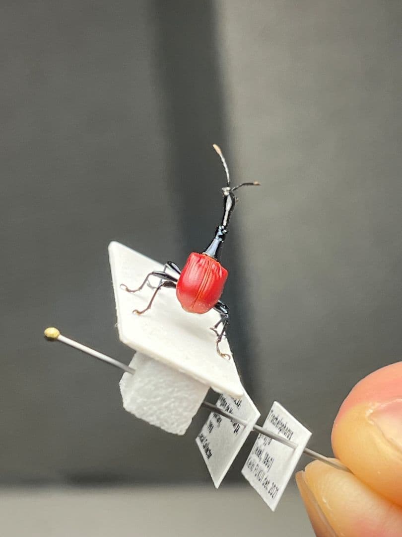 【極美展足】キリンクビナガオトシブミ 立体標本 福井敬貴作品 ハンミョウゾウムシ