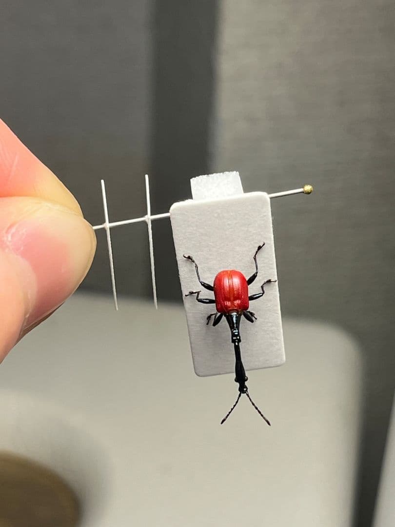 【極美展足】キリンクビナガオトシブミ 立体標本 福井敬貴作品 ハンミョウゾウムシ