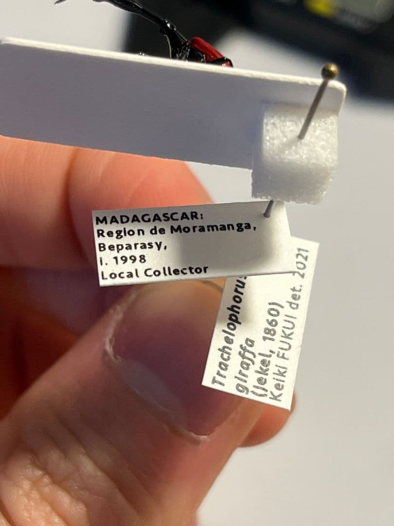 【極美展足】キリンクビナガオトシブミ 立体標本 福井敬貴作品 ハンミョウゾウムシ