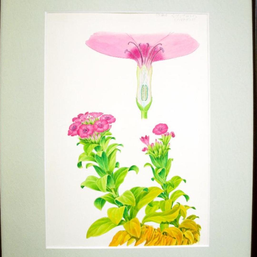 【絵画】ボタニカルアート　「ハマナデシコ」原画