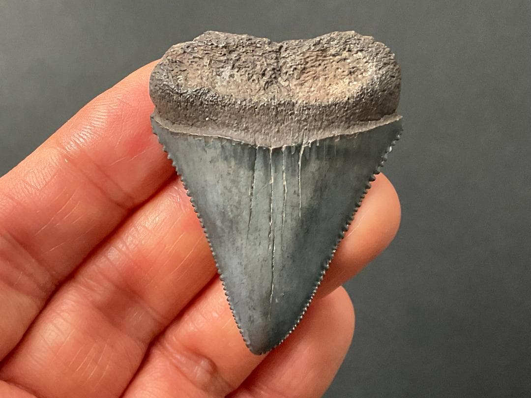 サメの歯 [GR215] ホホジロザメ ホオジロザメ 化石 希少 レア