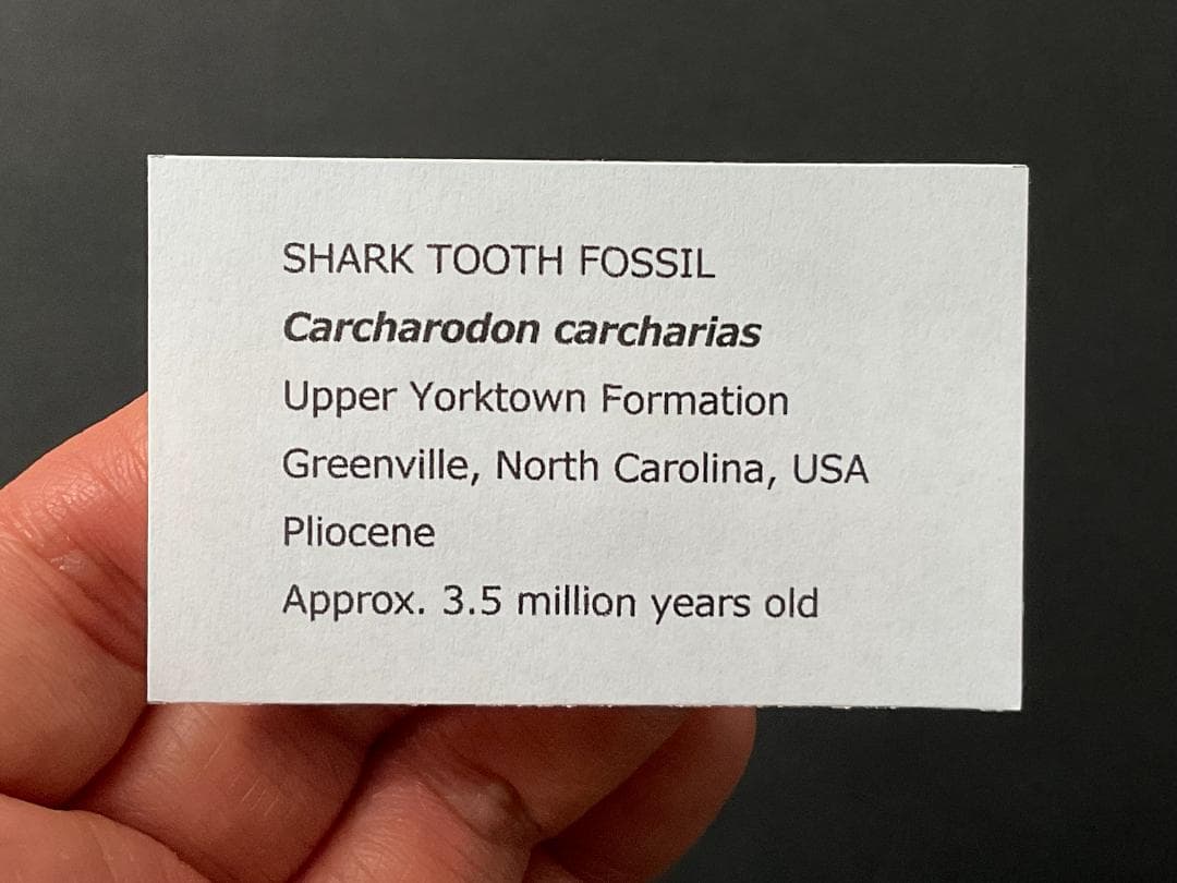 サメの歯 [GR215] ホホジロザメ ホオジロザメ 化石 希少 レア