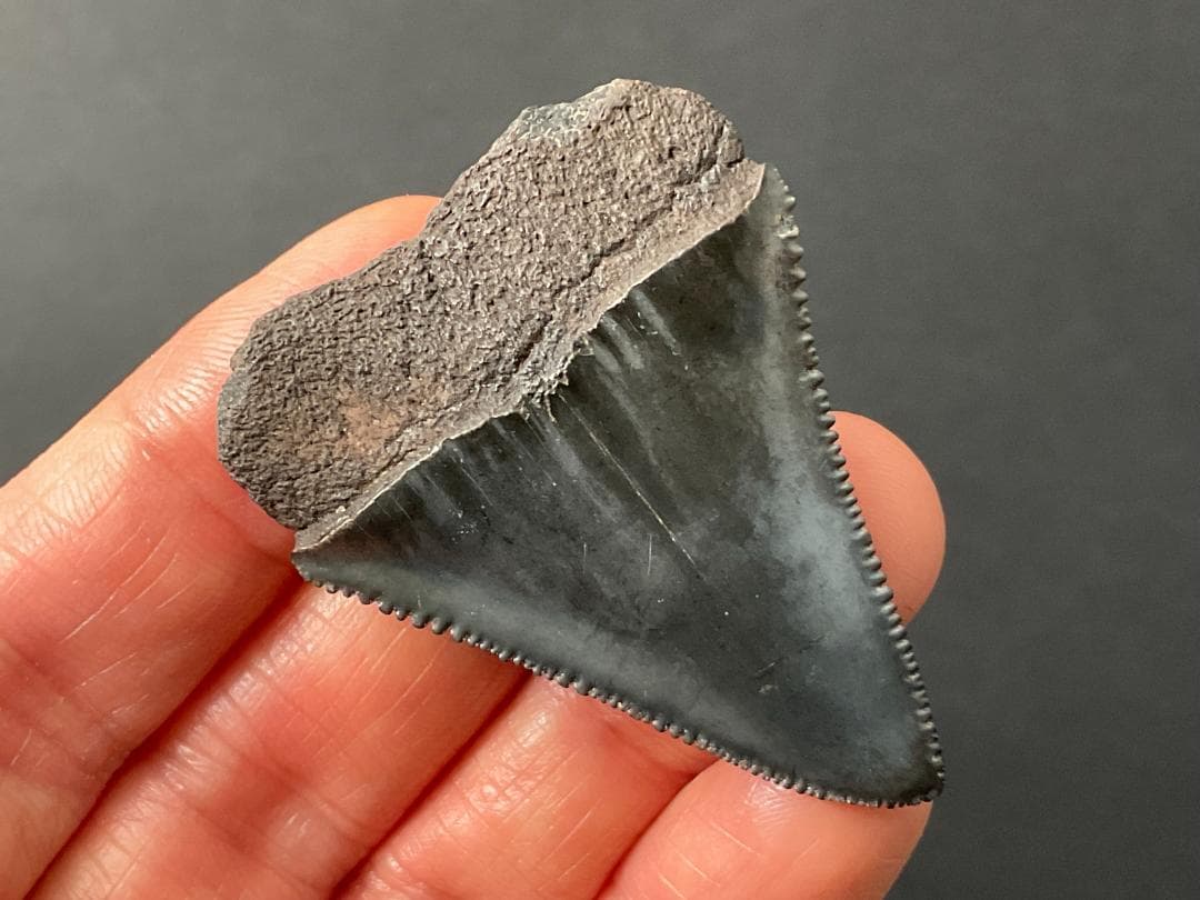 サメの歯 [GR215] ホホジロザメ ホオジロザメ 化石 希少 レア