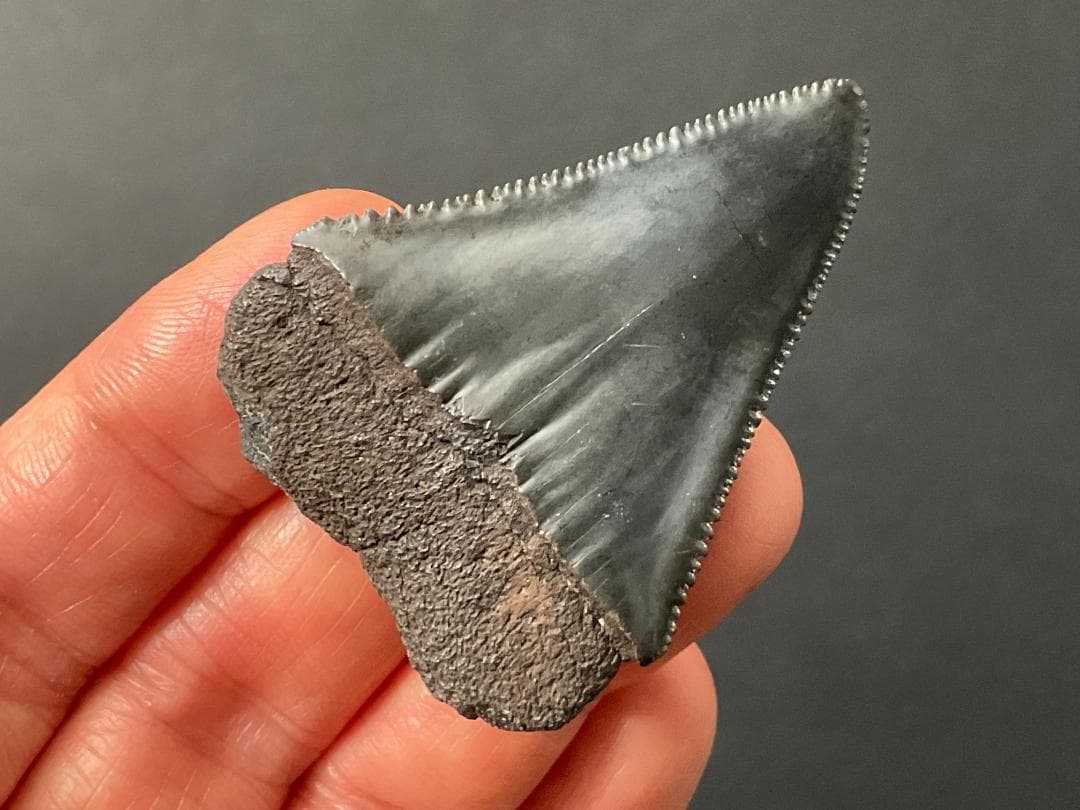 サメの歯 [GR215] ホホジロザメ ホオジロザメ 化石 希少 レア