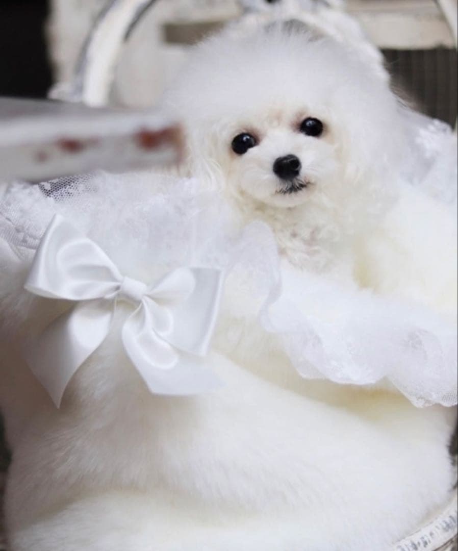 For dear D 高級エコファー　リレット