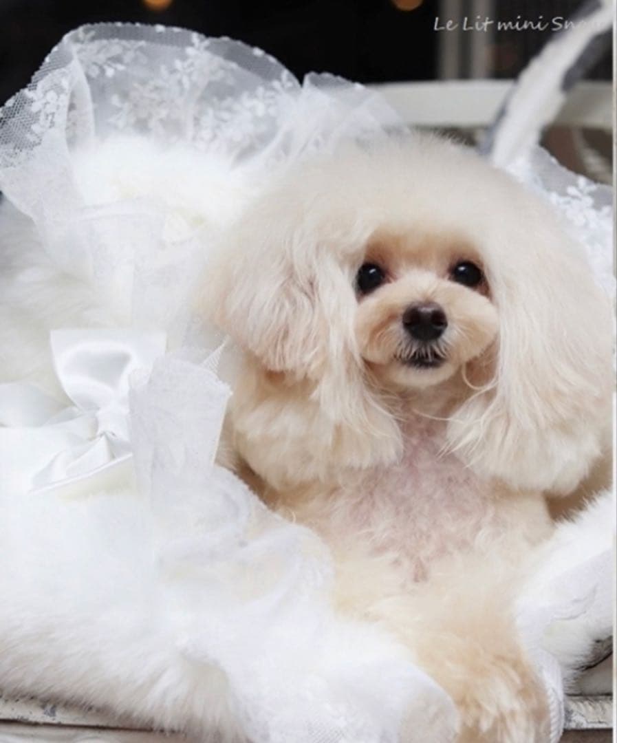 For dear D 高級エコファー　リレット