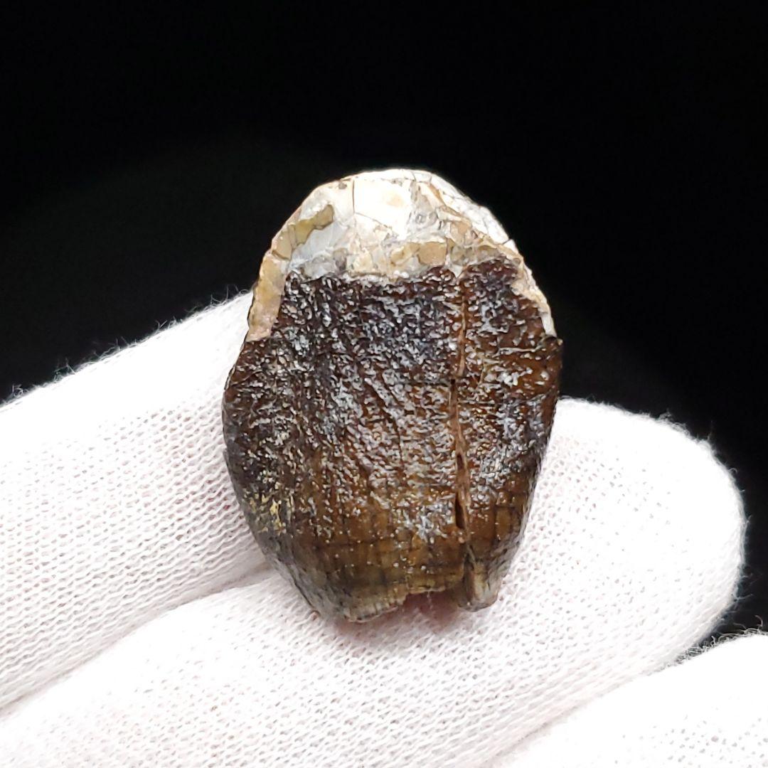 極上 ジョバリア 歯 化石 本物 ニジェール産 25.65mm fr105