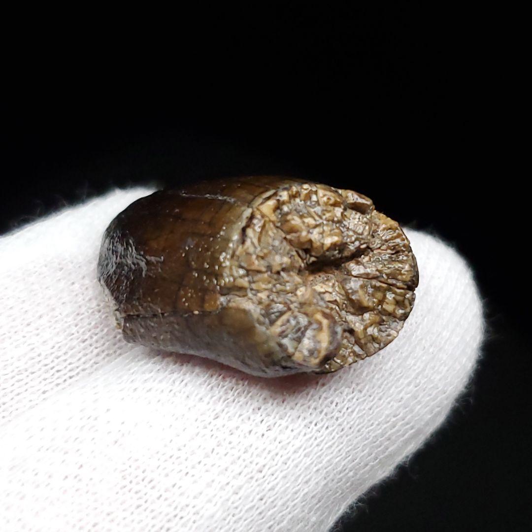 極上 ジョバリア 歯 化石 本物 ニジェール産 25.65mm fr105