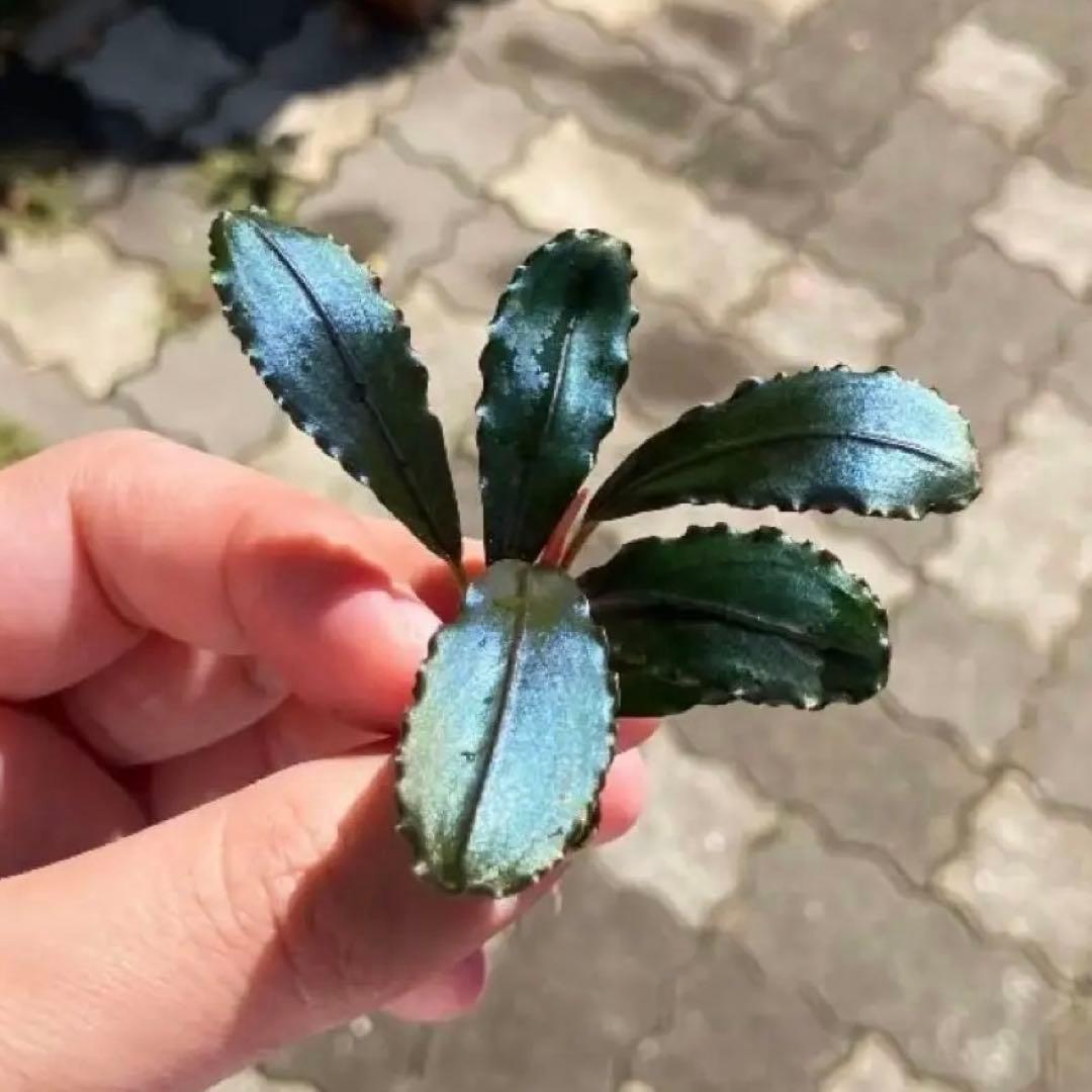 【黒葉】ブセファランドラsp Air terjunGunung Puis AZ便