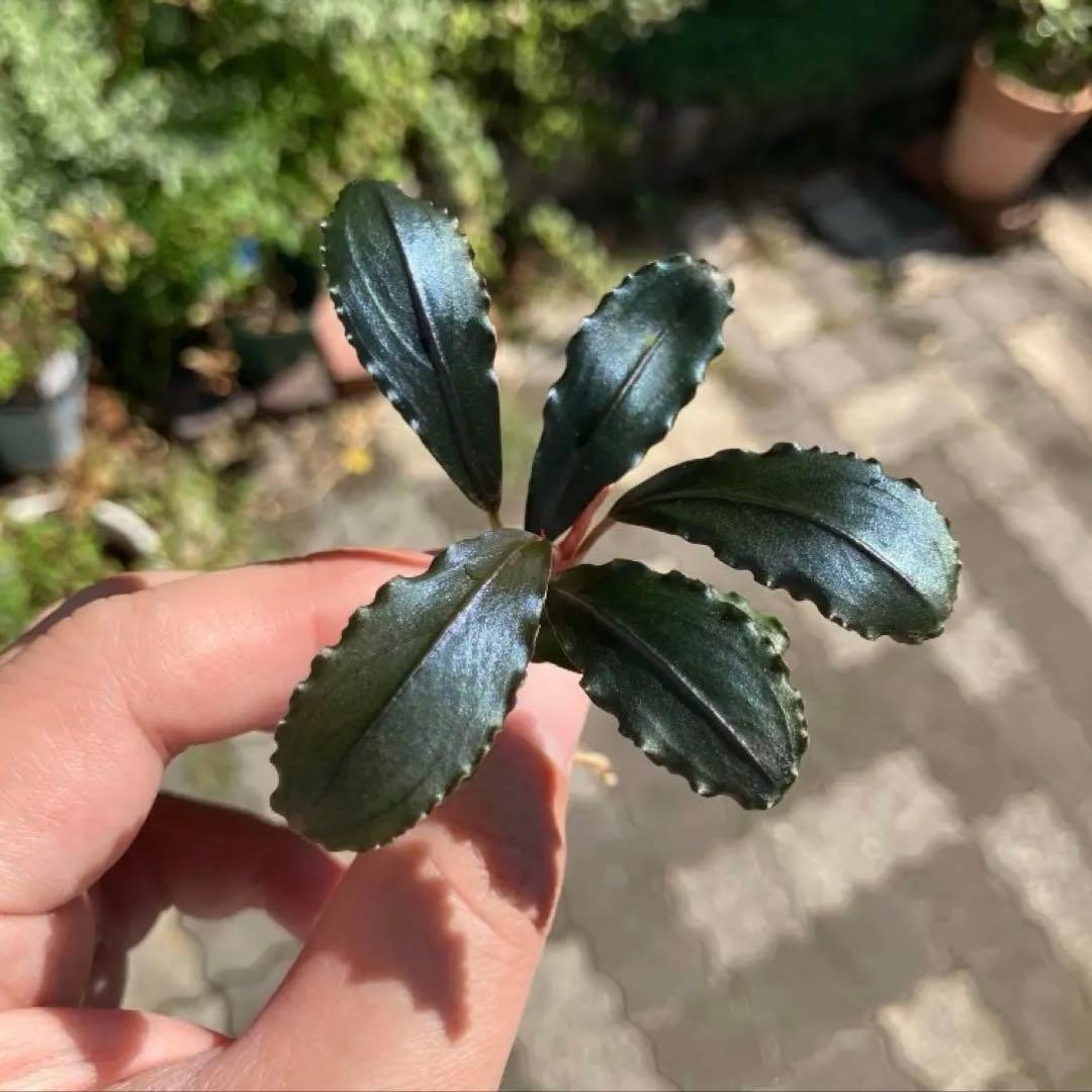 【黒葉】ブセファランドラsp Air terjunGunung Puis AZ便