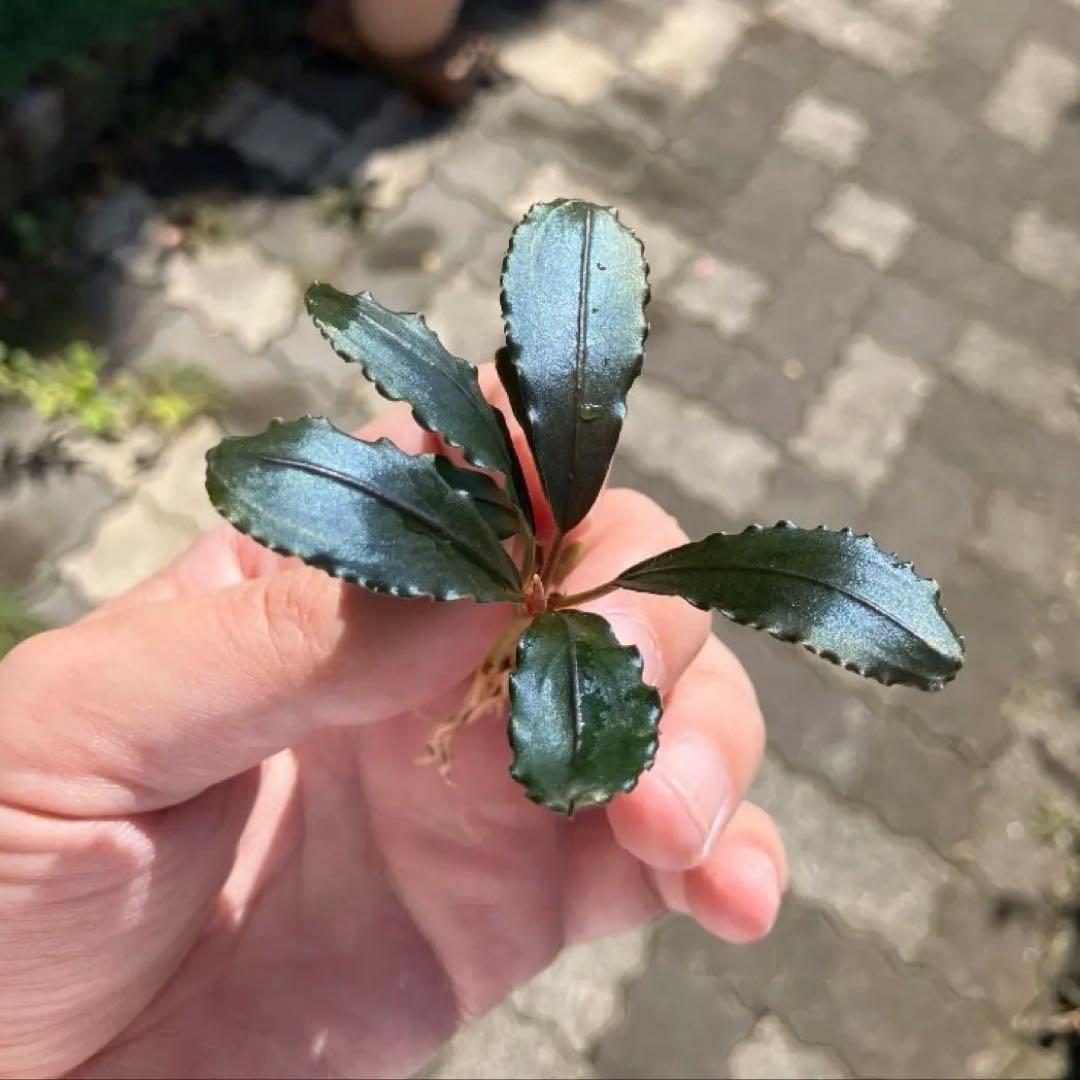 【黒葉】ブセファランドラsp Air terjunGunung Puis AZ便