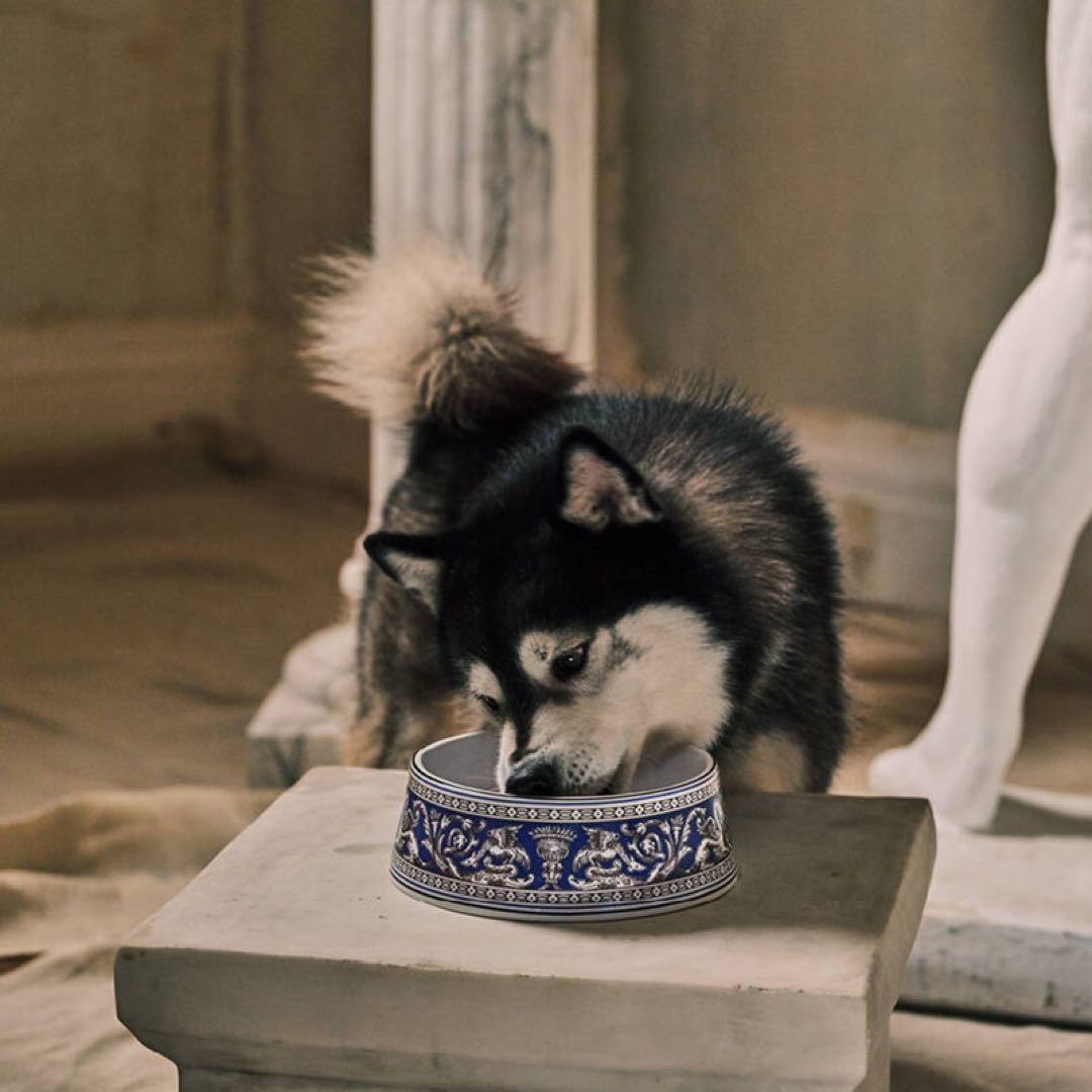 新品 ウェッジウッド フロレンティーン ペットボウル 17cm マリン 犬 猫