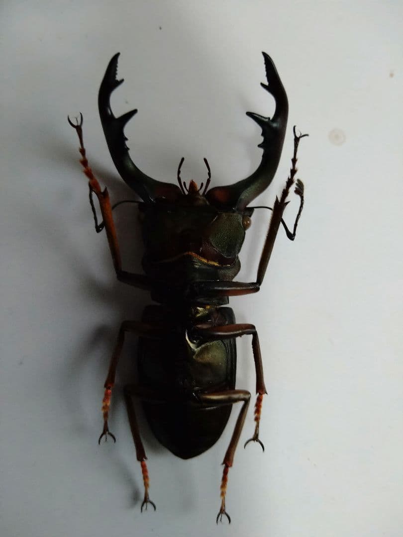 アラガールホソアカクワガタWD標本