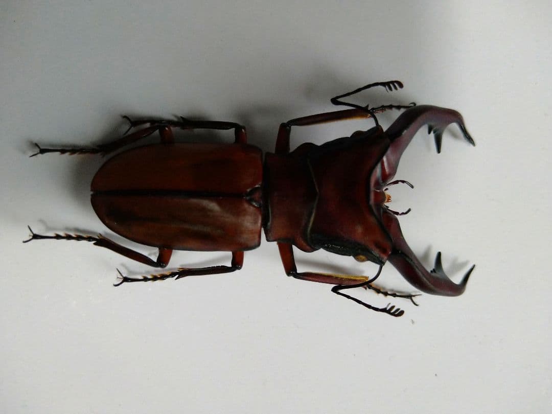 アラガールホソアカクワガタWD標本