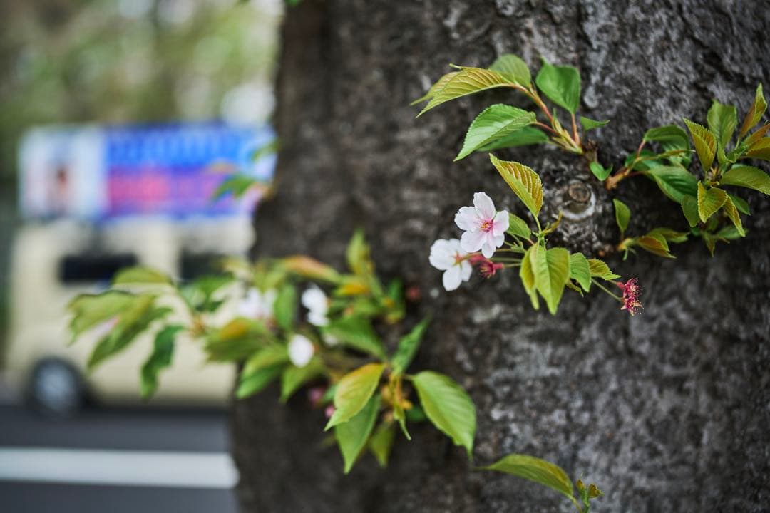 SIGMA シグマ 40mm F1.4 DG HSM Art Canon EF用