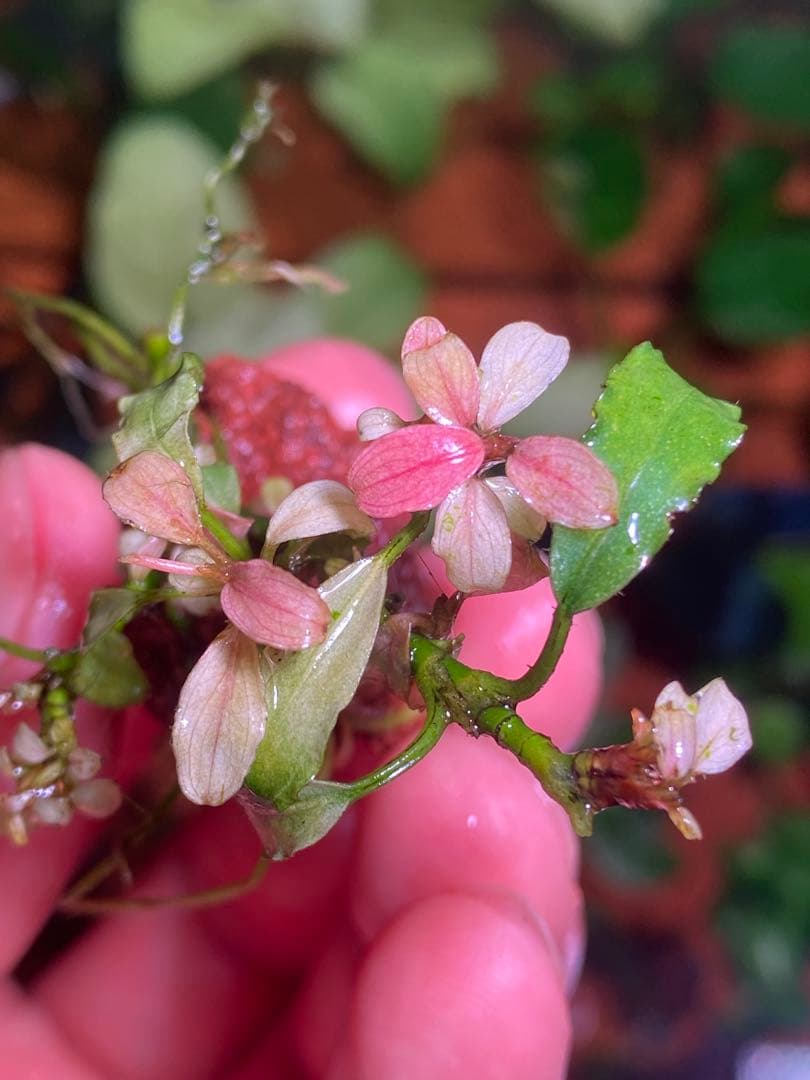 M*r様 ブセファランドラｓｐ. ピンクバリエガータ斑入り　群生株