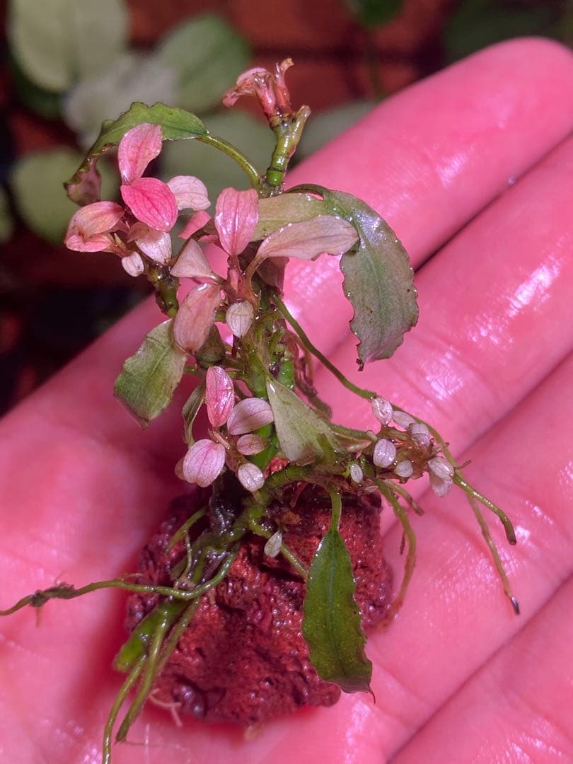 M*r様 ブセファランドラｓｐ. ピンクバリエガータ斑入り　群生株