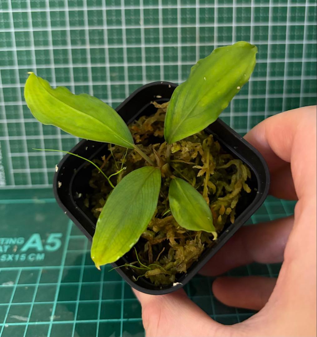 Bucephalandra sp.オリーバ【カミハタ】