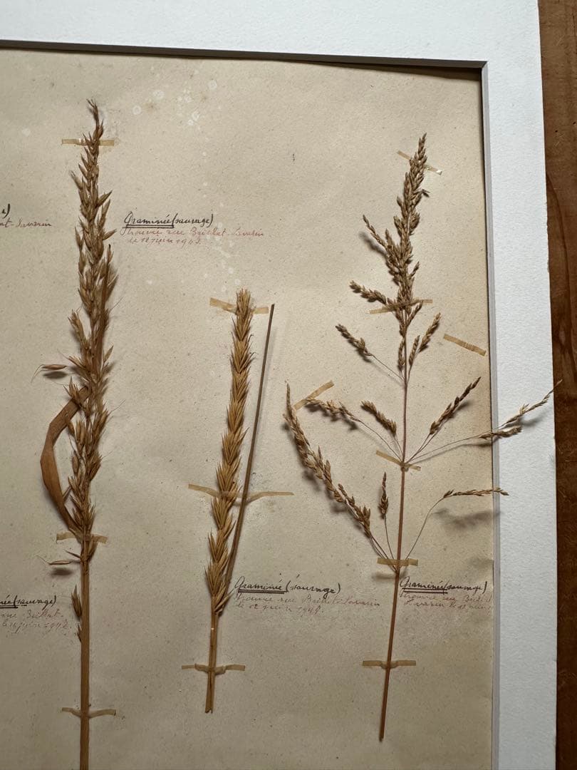 植物標本 フランスブロカント