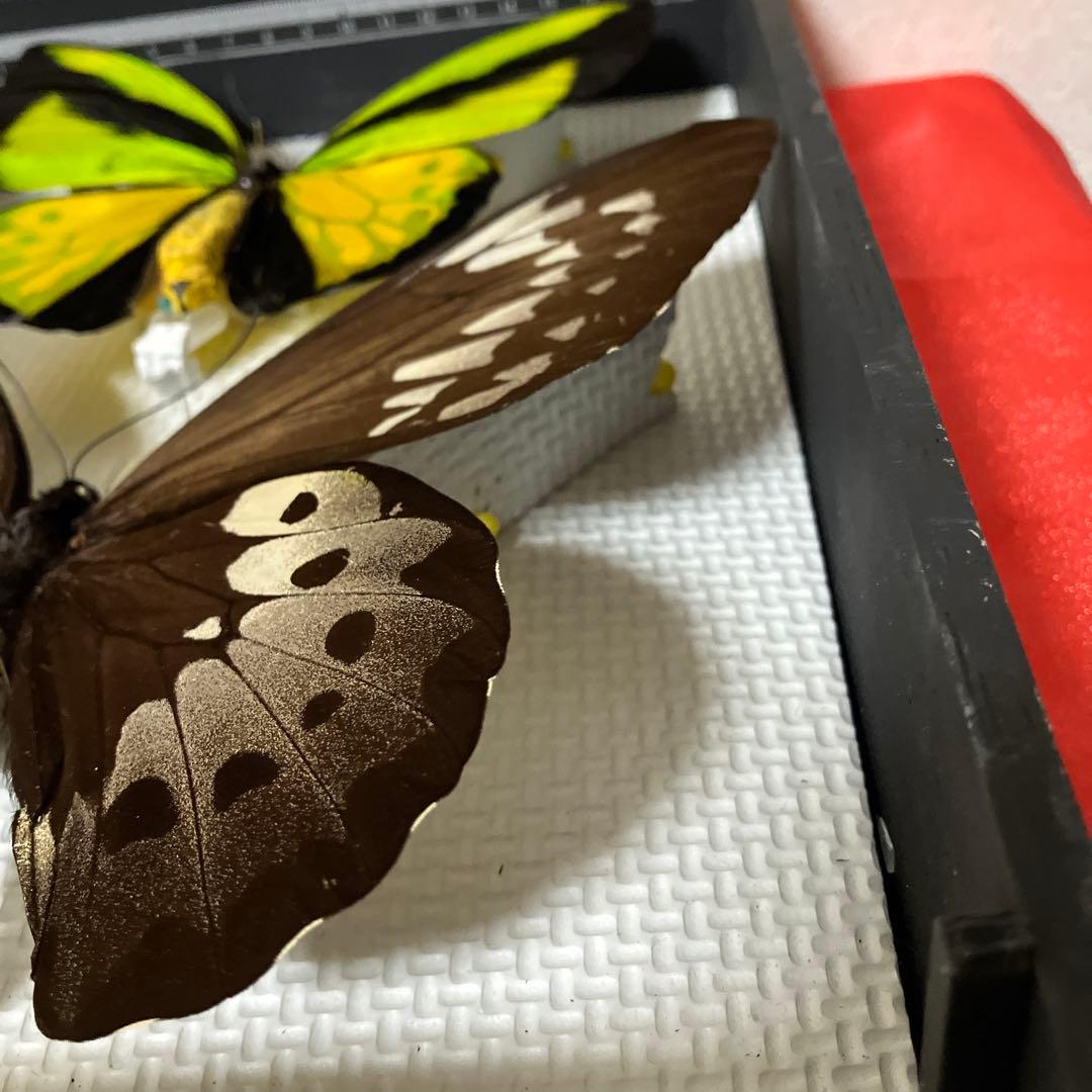 大型ゴライアスアゲハ♂♀