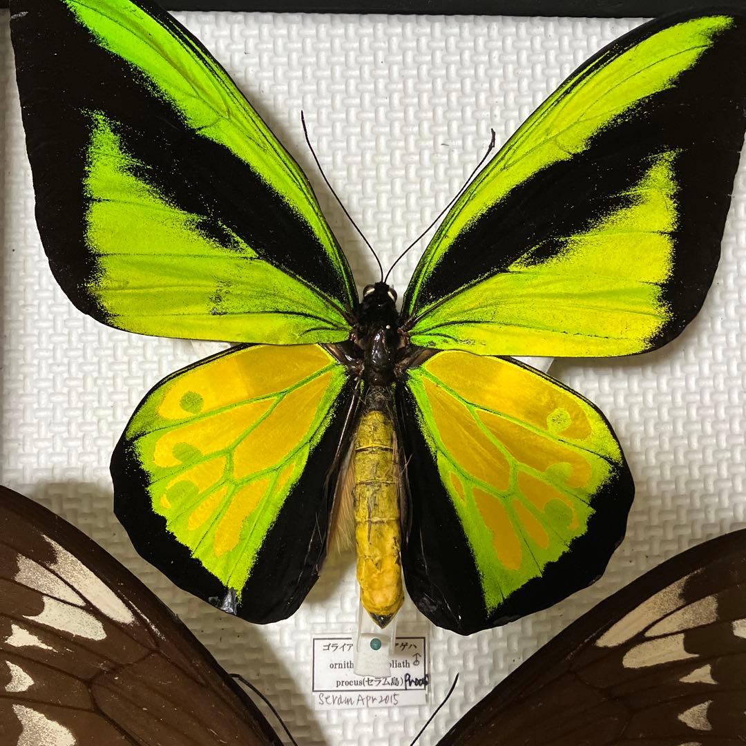 大型ゴライアスアゲハ♂♀